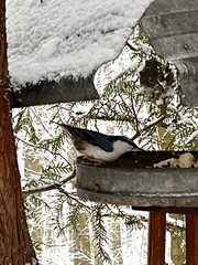 Sitta europaea europaea