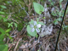 Moehringia lateriflora