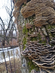 Trametes versicolor