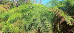 Pteridium esculentum