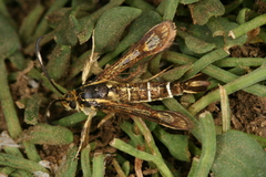 Pyropteron maroccana