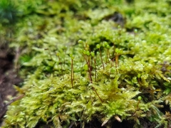 Brachytheciastrum velutinum