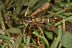 Pyropteron maroccana