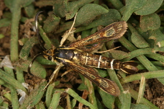 Pyropteron maroccana
