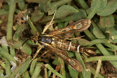 Pyropteron maroccana
