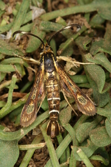 Pyropteron maroccana