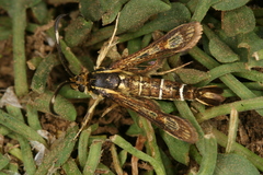 Pyropteron maroccana