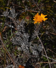 Oedera capensis