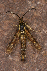 Pyropteron maroccana
