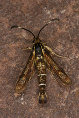 Pyropteron maroccana
