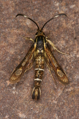 Pyropteron maroccana