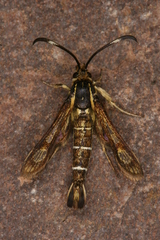 Pyropteron maroccana