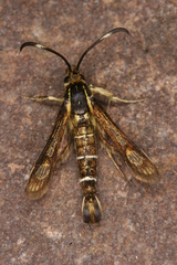 Pyropteron maroccana