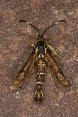 Pyropteron maroccana