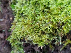 Brachytheciastrum velutinum