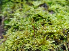 Brachytheciastrum velutinum