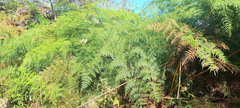 Pteridium esculentum