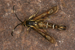 Pyropteron maroccana
