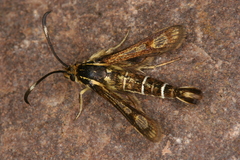 Pyropteron maroccana