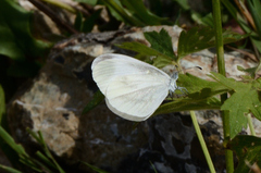 Dismorphiinae