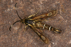 Pyropteron maroccana