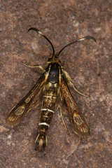 Pyropteron maroccana