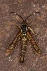 Pyropteron maroccana