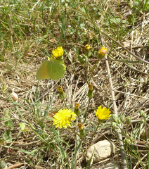 Crepis vesicaria