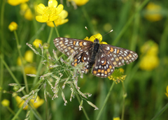 Euphydryas maturna