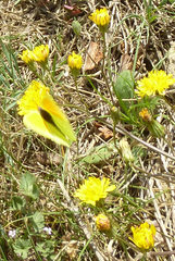 Crepis vesicaria