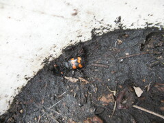 Nicrophorus
