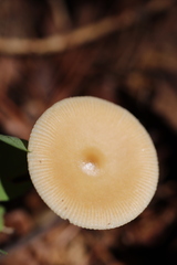 Amanita fulva