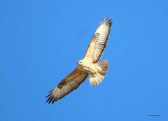 Buteo rufinus cirtensis