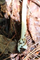 Amanita fulva