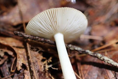 Amanita fulva