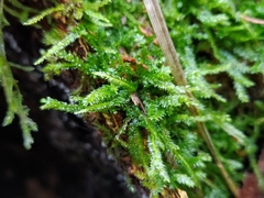 Plagiothecium denticulatum