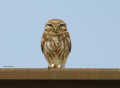 Athene noctua