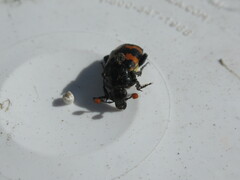 Nicrophorus