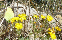 Crepis vesicaria