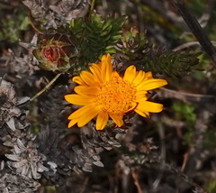 Oedera capensis