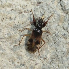 Pseudopamera nitidula