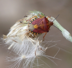Carpocoris pudicus