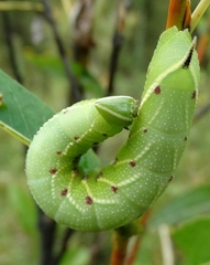 Smerinthini