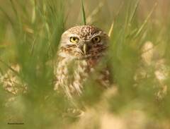 Athene noctua
