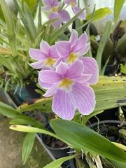 Miltoniopsis