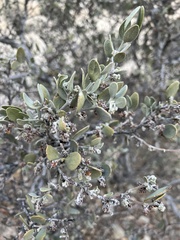 Simmondsia chinensis