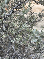 Simmondsia chinensis