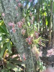 Trichocentrum andreanum