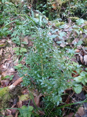 Buxus colchica