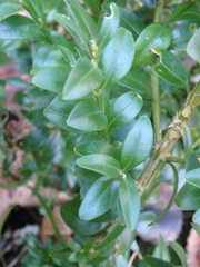 Buxus colchica